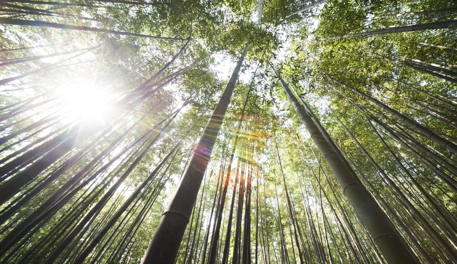 looking up towards sunlight from the middle of a forest